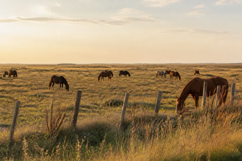 Horses grazing along a wooden fence in a wide meadow in golden evening light in Argentina