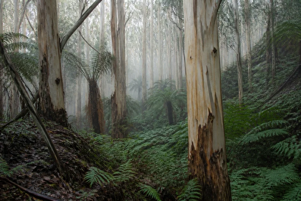 Eucalyptus trunks and ferns rising in a misty forest valley in Australia