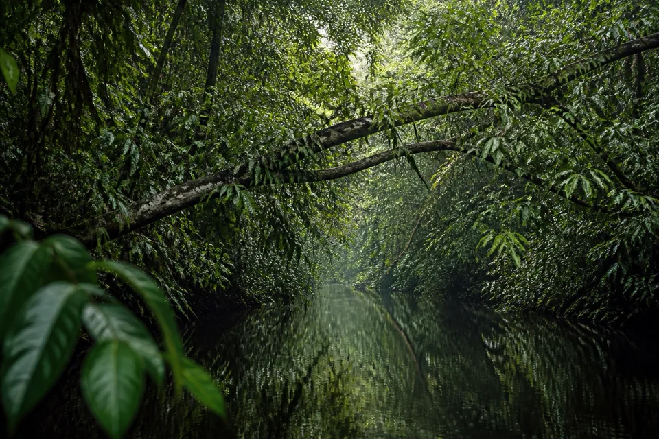 Still black water drifting under overhanging branches in the rainforest of Brazil