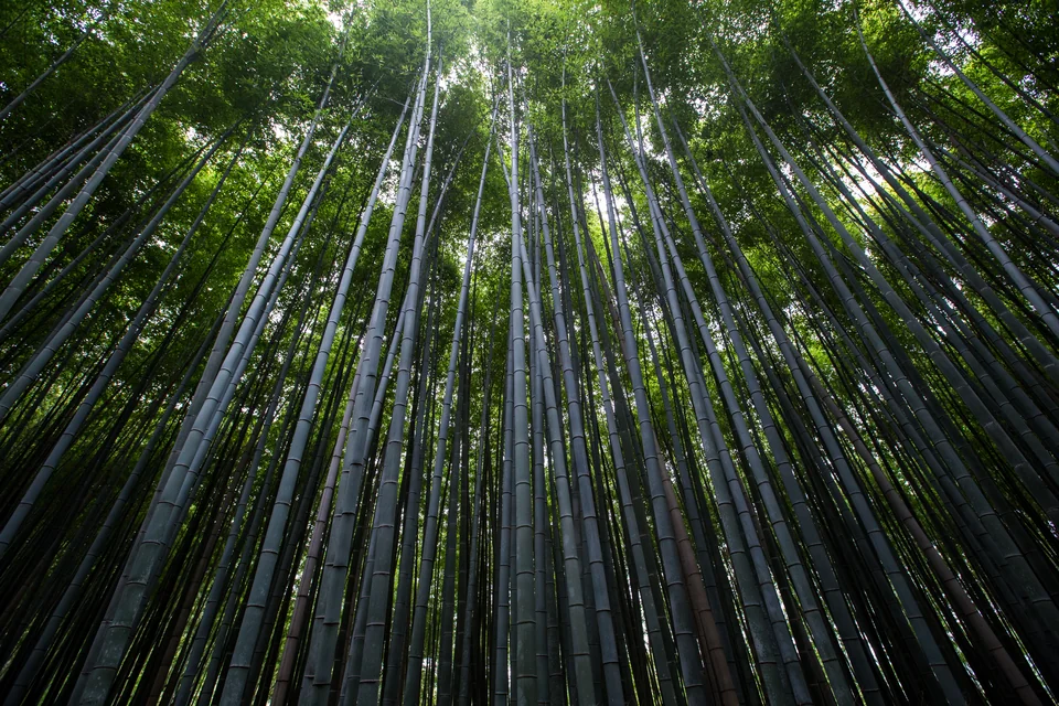 Tall bamboo in the Arashiyama grove in Kyoto