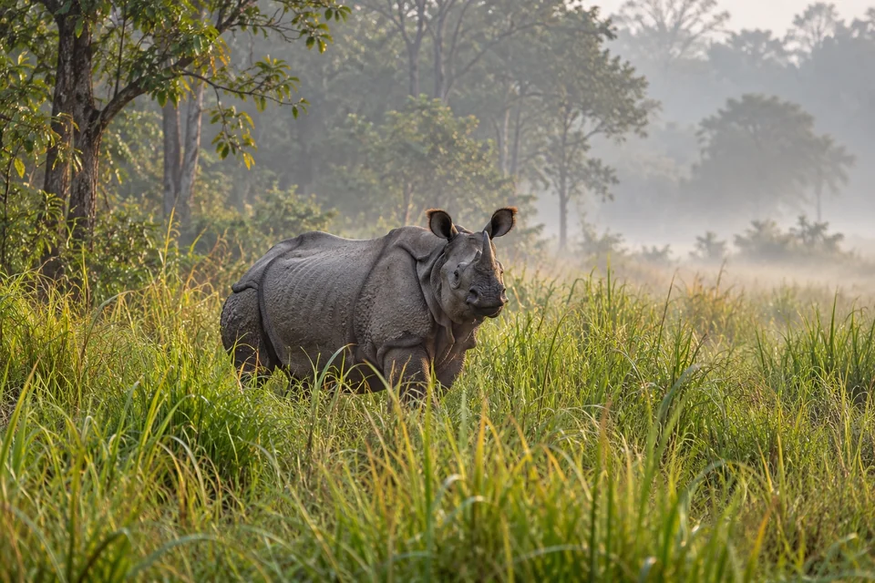 One-horned rhino in tall grass at a misty forest edge; visualisation