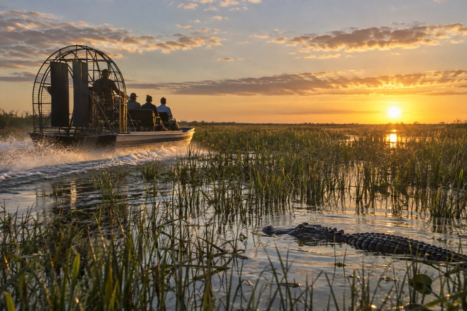 Airboat alligator safari in the Everglades marshes with an alligator in the water