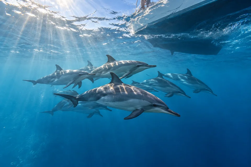 Pod of dolphins in clear blue water beneath a boat; visualisation
