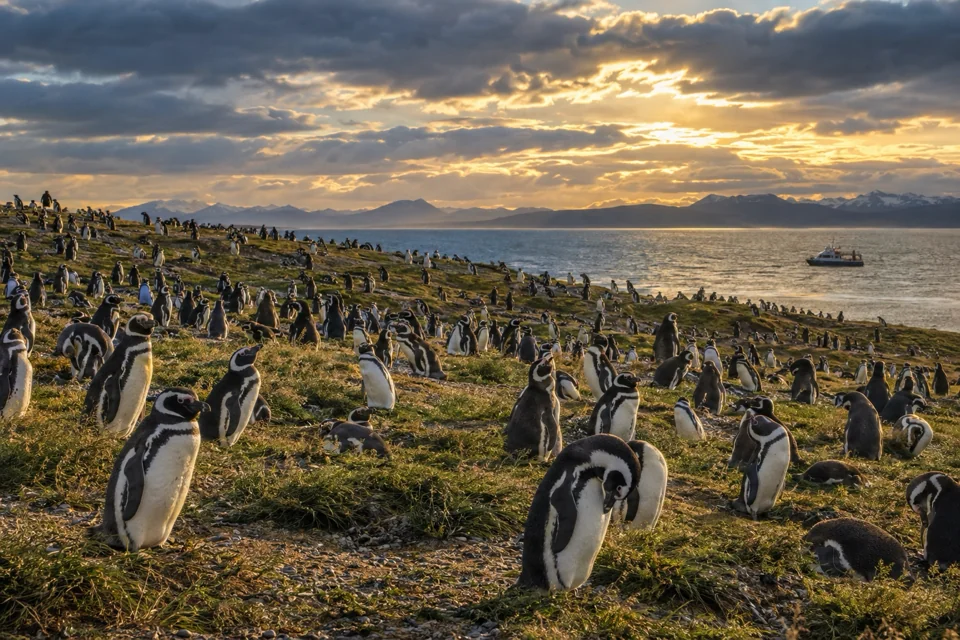 Colony of hundreds of Magellanic penguins on an island in the Strait of Magellan, a tour boat offshore