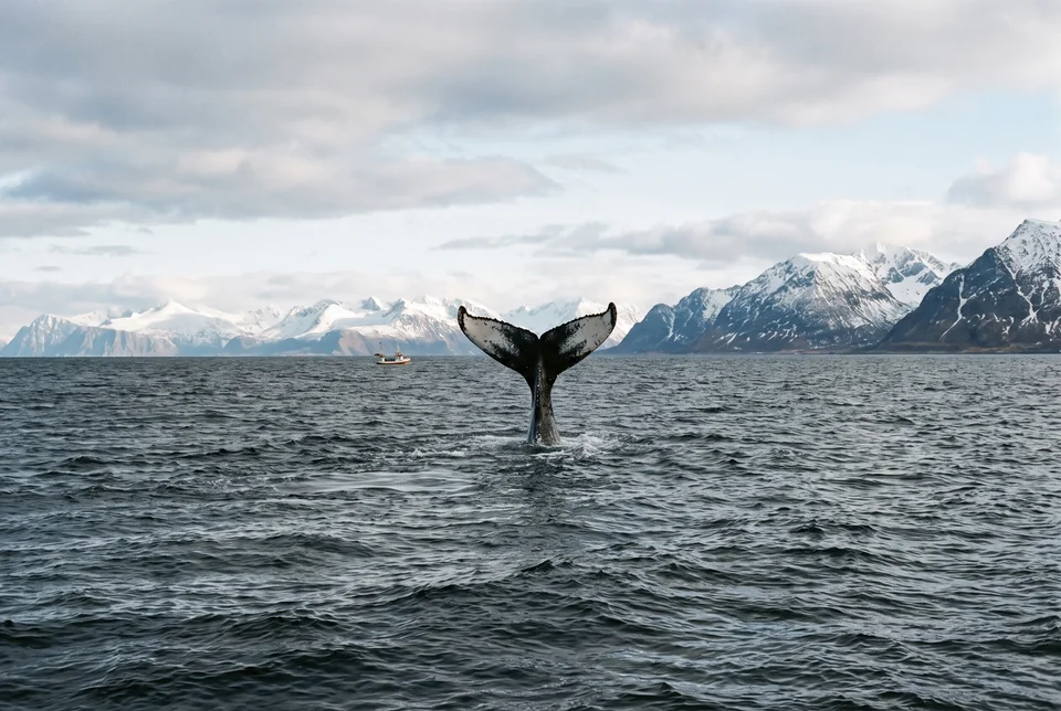 Whale tail in the sea off Reykjavik with snowy mountains behind, visualization