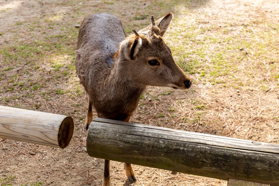 A deer beside a wooden railing in Nara Park