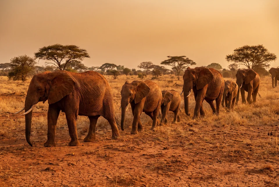 Elephants walking in a line across the red earth of Tsavo East, visualization
