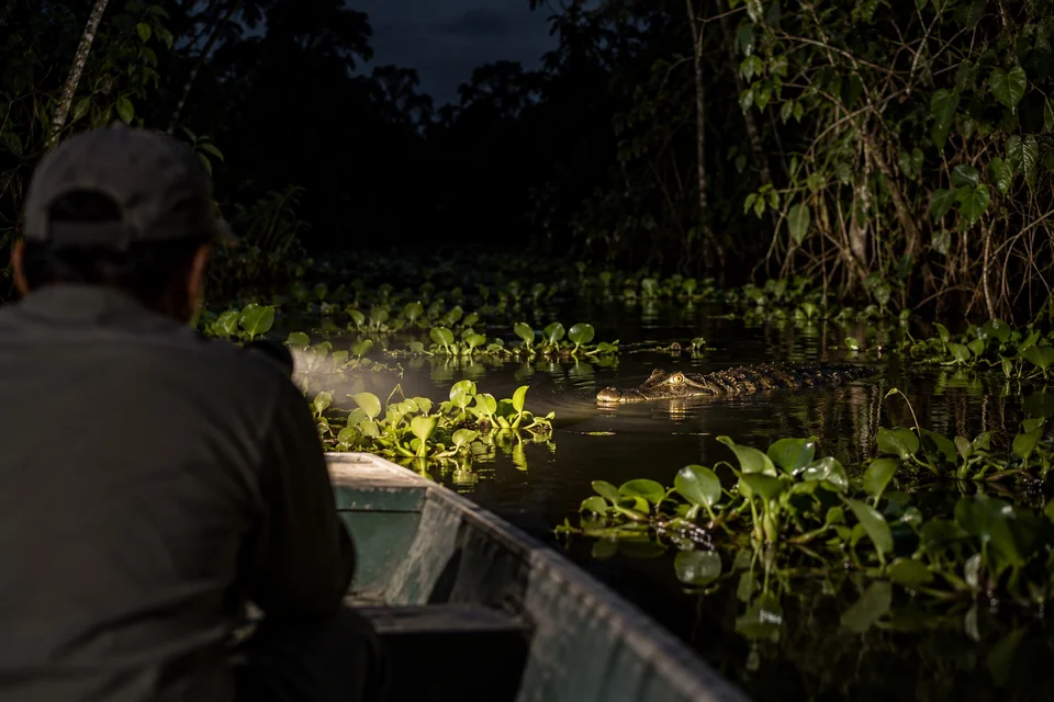 Torch beam revealing a caiman's eyes in a black creek at night; visualisation