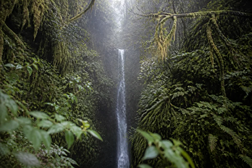 A slender waterfall dropping from a rock face in a mossy cloud forest in Ecuador