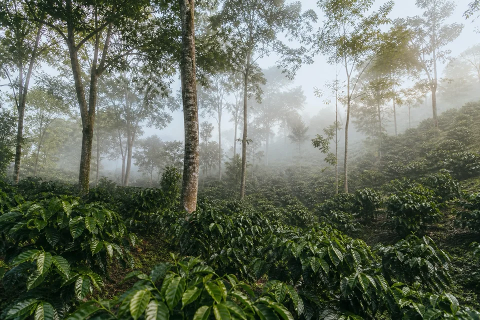 Morning mist and shade trees wrapping a coffee field on a volcanic slope in El Salvador