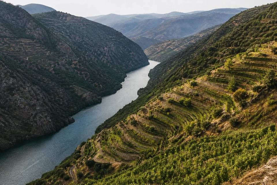 Terraced vineyards covering the slopes of a deep river valley in Armenia