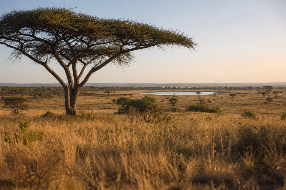 Güney Afrika'dan bir manzara