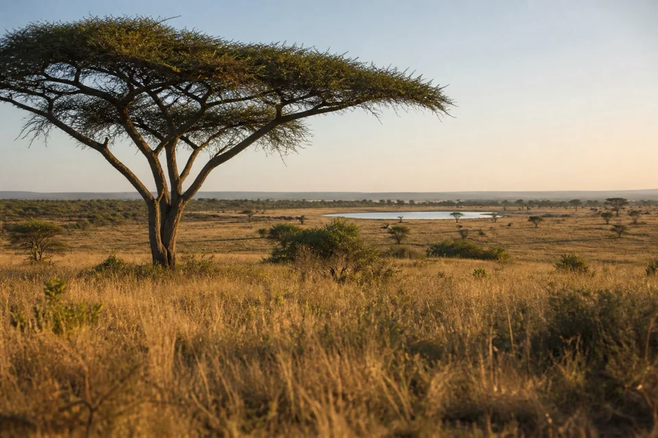 An umbrella-shaped acacia standing in dry savanna in sunset light in South Africa