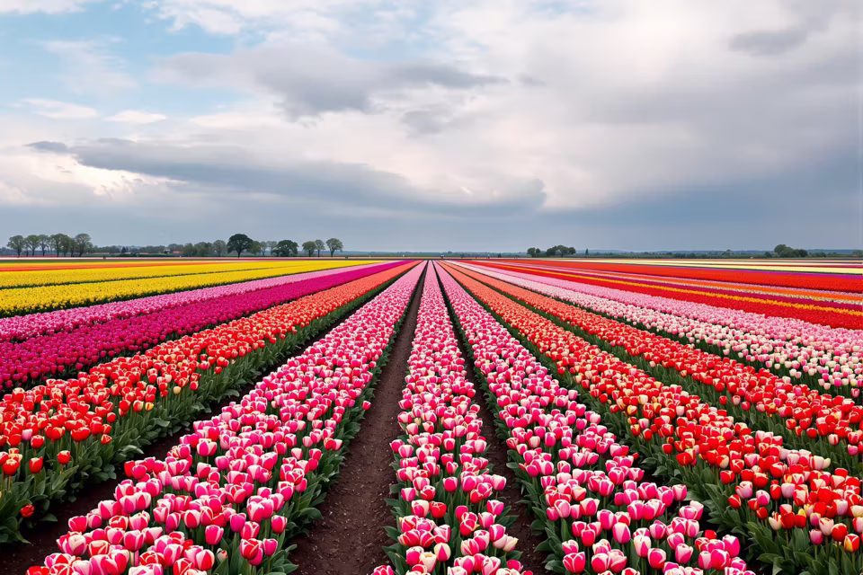 Hollanda'dan bir manzara