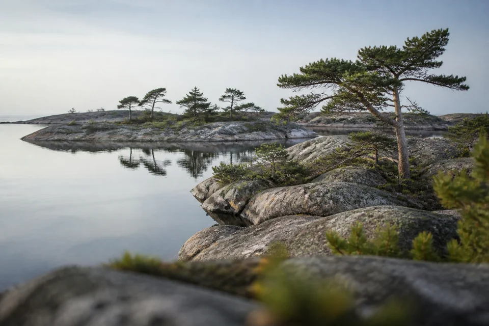 Wind-bent pines on granite islets leaning over still water in Sweden