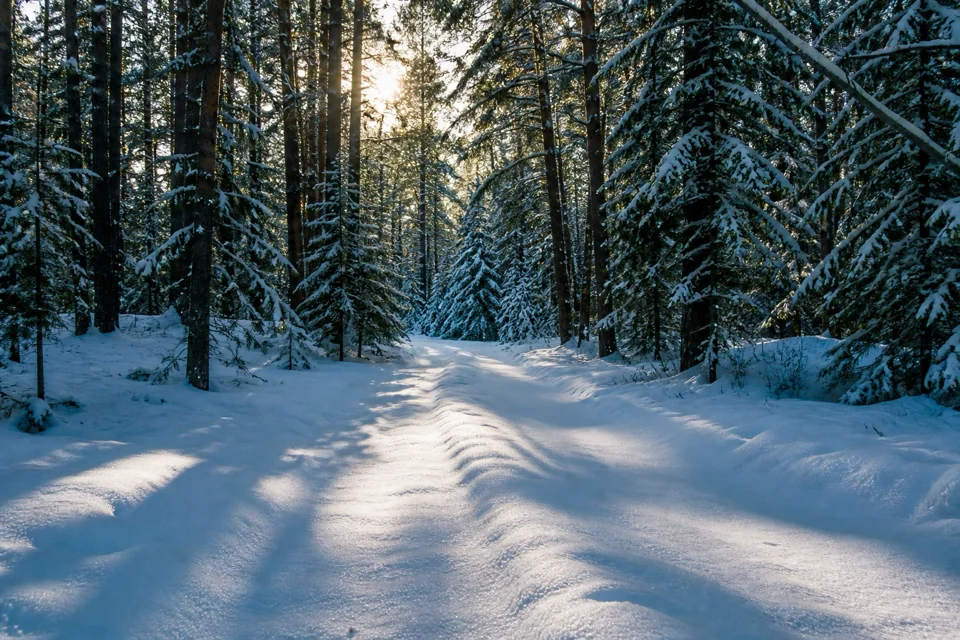 Winter sun casting long blue shadows in a snow-covered pine forest in Sweden