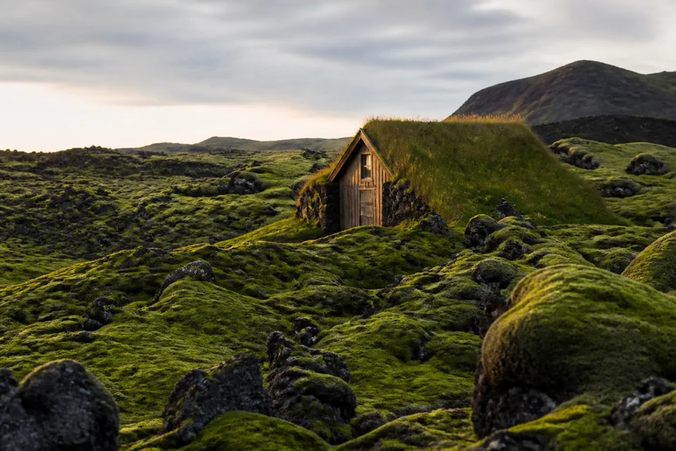 A turf-roofed hut standing on a mossy lava field in evening light in Iceland