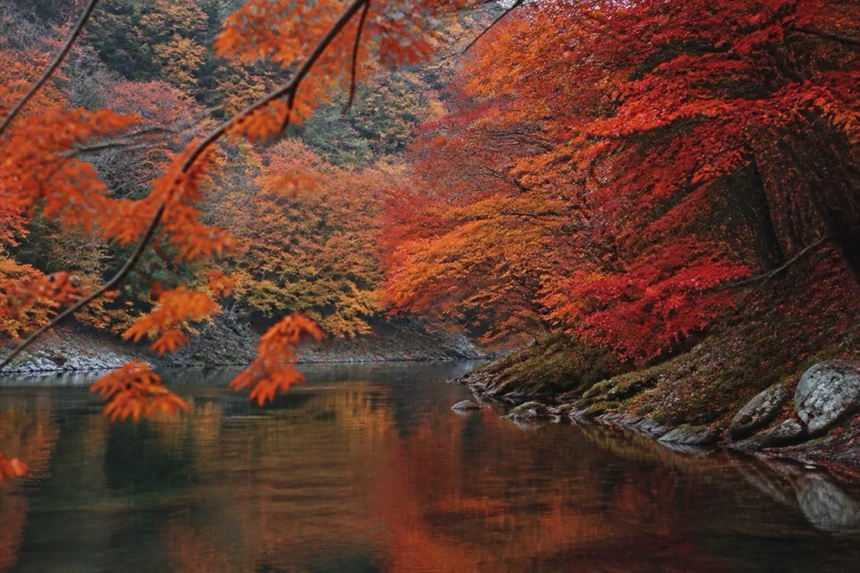 A maple forest in autumn color stretching along a calm river in Canada
