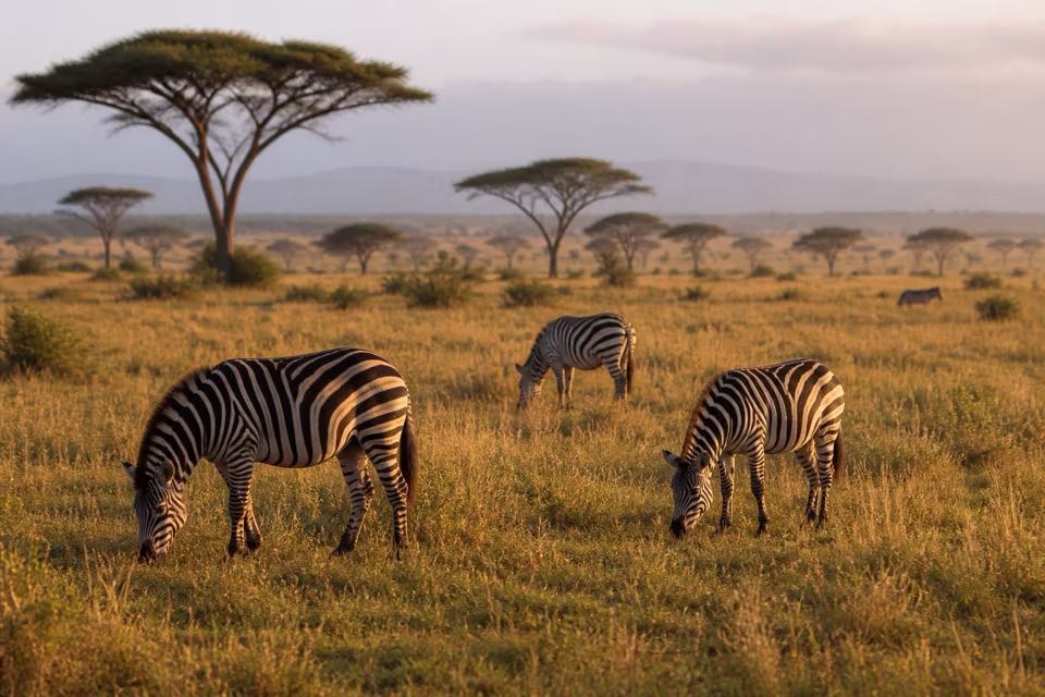 Kenya'dan bir manzara