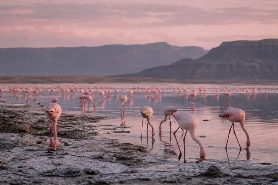 Kenya'dan bir manzara