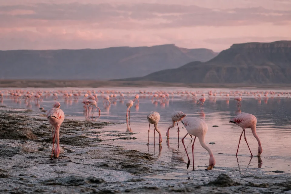 The shore of a valley lake covered with thousands of pink flamingos in Kenya