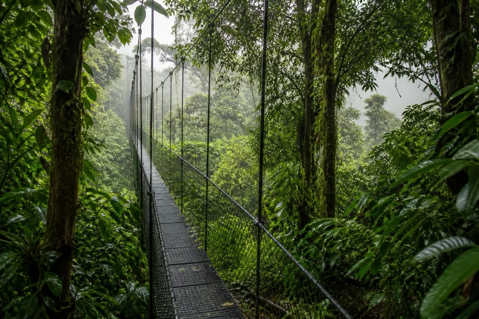 A walkway suspended over the rainforest canopy reaching into mist in Costa Rica