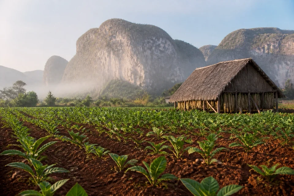 Red tobacco fields running to a wooden hut among limestone hills in Cuba