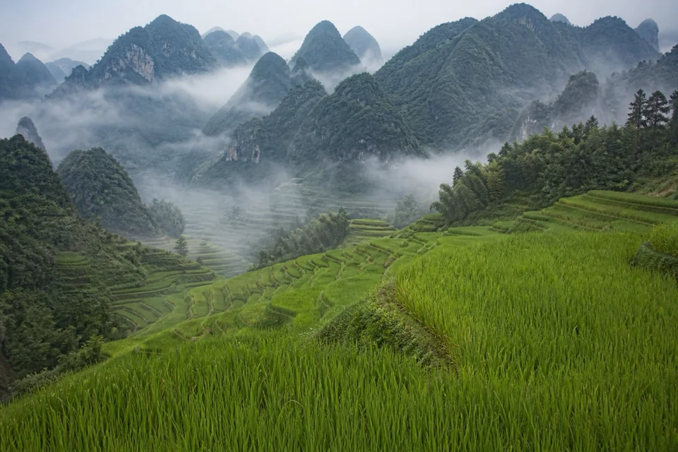 Terraced rice fields on karst hills stretching under morning mist in Laos