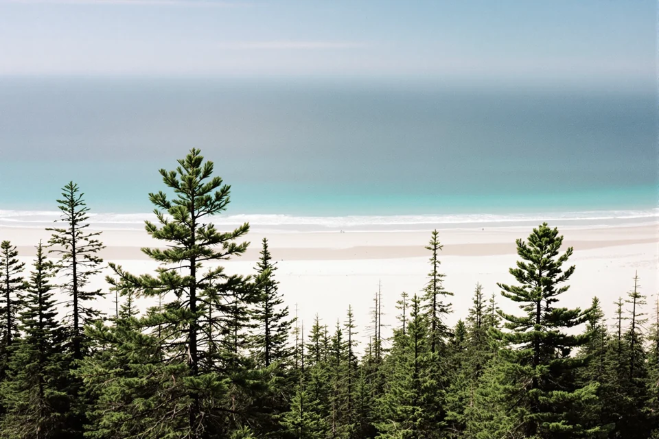 Pine forest in Latvia running alongside a wide white sand beach down the coast