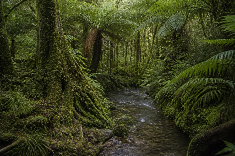 Mossy trees and ferns enclosing a narrow stream in Madagascar