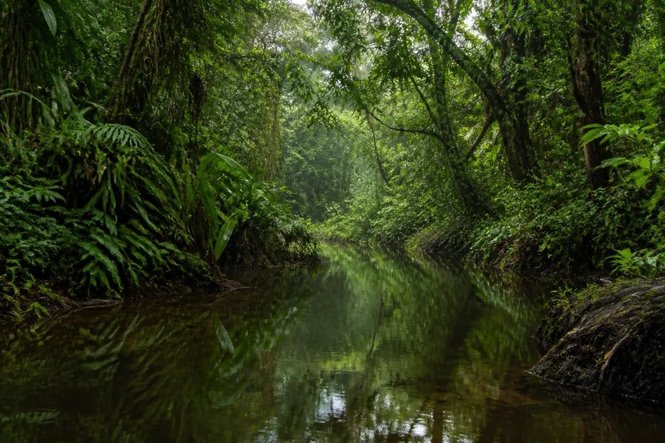 A waterway running through the rainforest into dense greenery in Panama