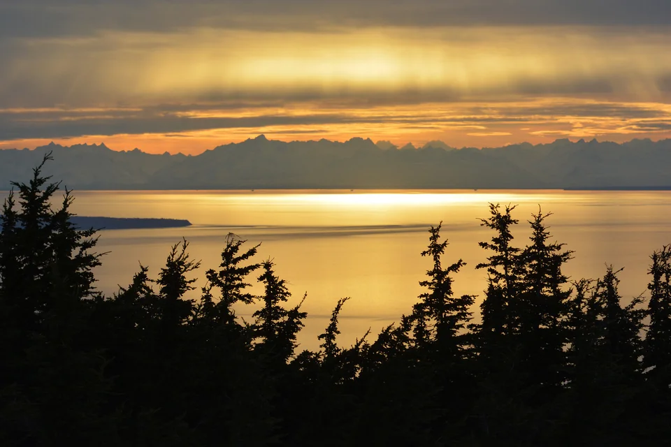 Cook Inlet glowing at sunset beyond spruce silhouettes, Anchorage