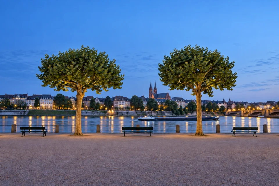 A plane-tree promenade along the Rhine in Basel