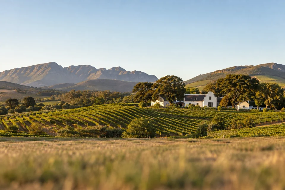 Vineyards spreading over the hills near Cape Town