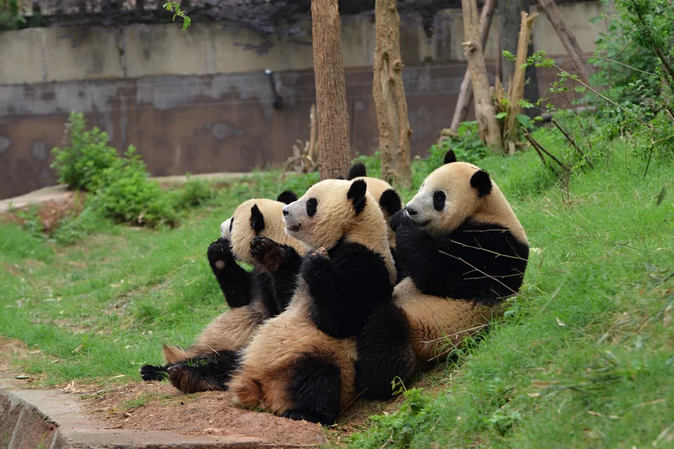 Young giant pandas sitting on the grass at the Chengdu Panda Base