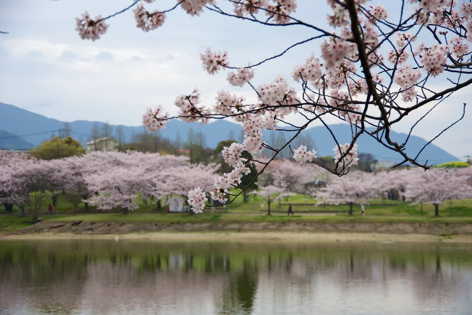 Cherry trees in bloom on a lakeshore in Fukuoka with mountains behind