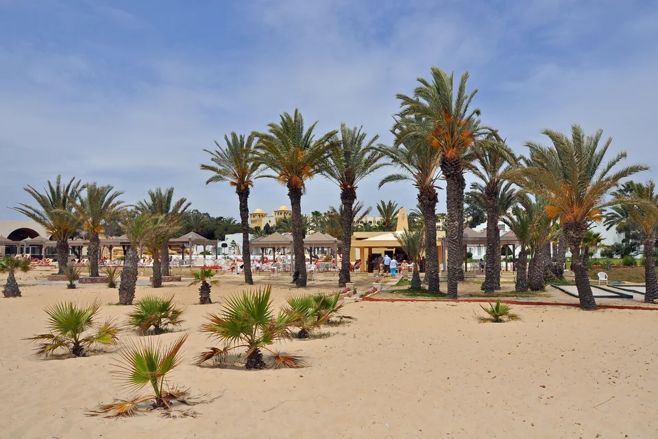 Date palms lined up on the sand in Hammamet