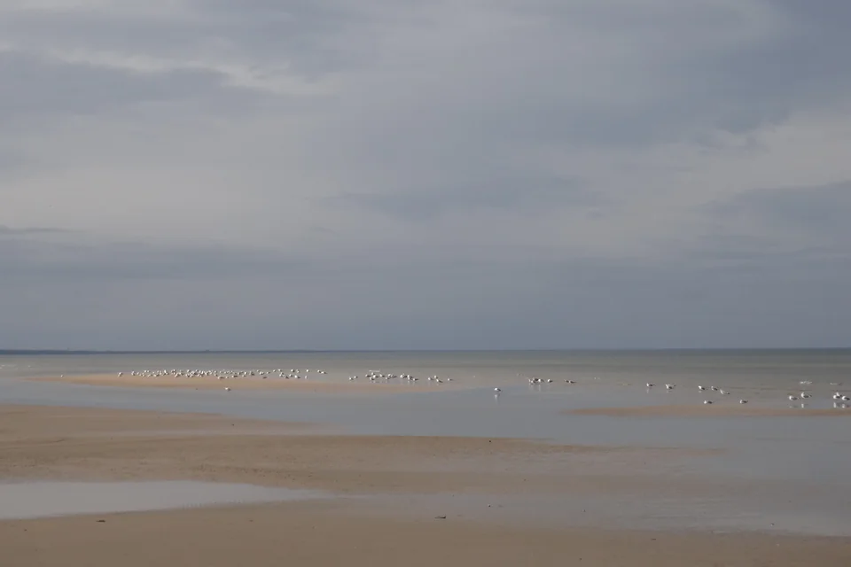 A wide beach with gulls on the shore of the Gulf of Riga in Jūrmala