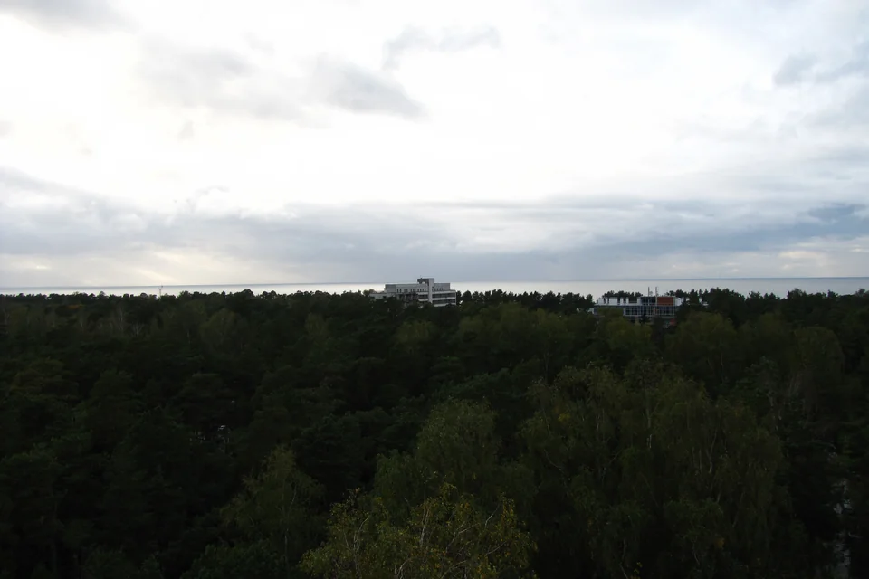 Pine forest stretching to the horizon with the sea beyond in Jūrmala
