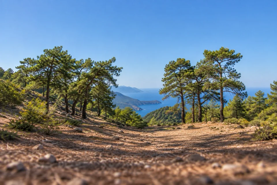Kemer üstünde Likya Yolu’nda çam ormanı patikası
