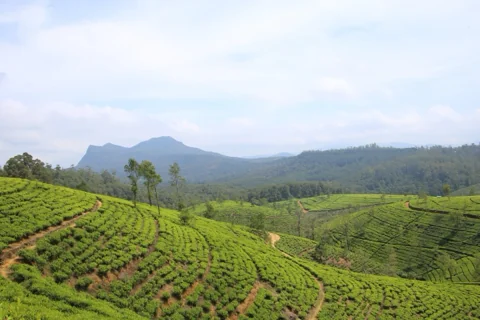 Nuwara Eliya