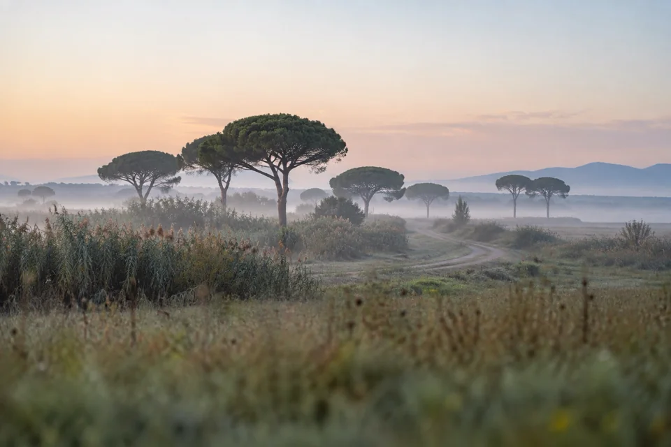 Plain dotted with umbrella pines near Pisa