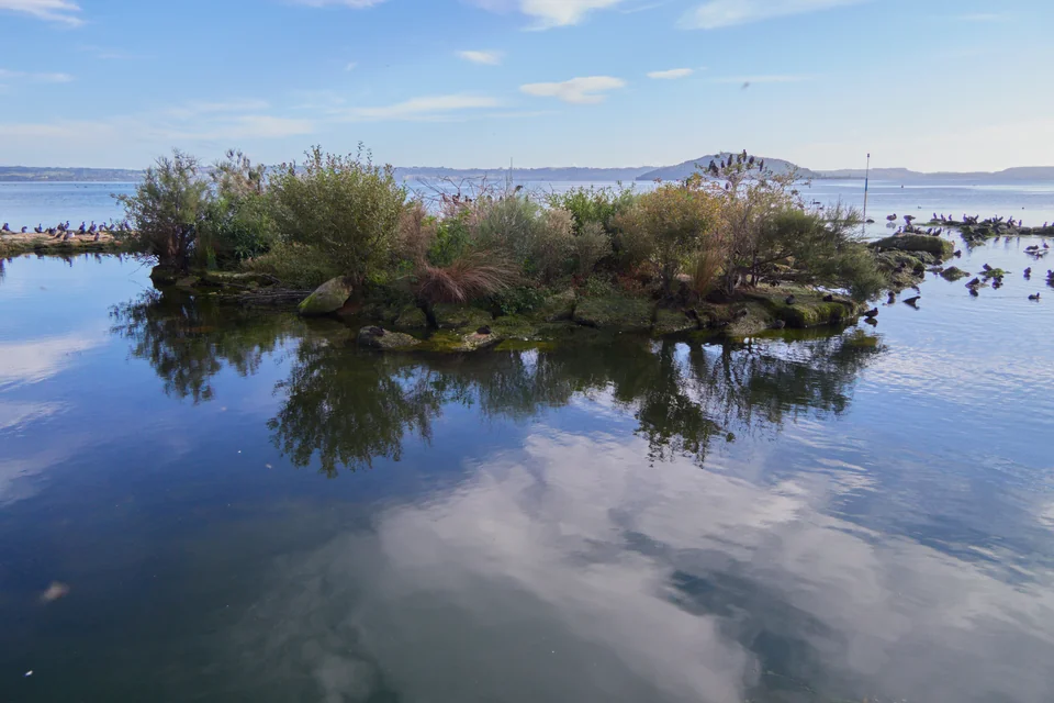 A small reedy islet on Lake Rotorua with clouds reflected in the water