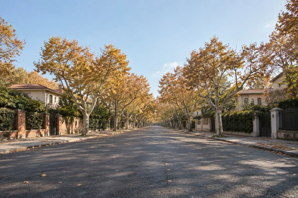 Plane-tree avenue in the former French Concession of Shanghai