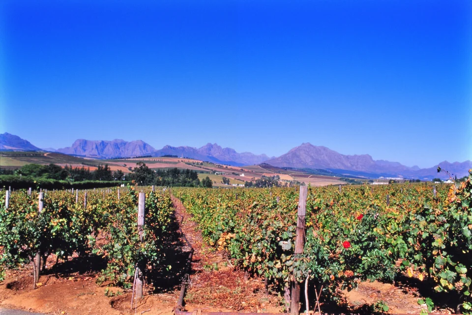 Grapevines in rows with blue mountains on the horizon at Stellenbosch