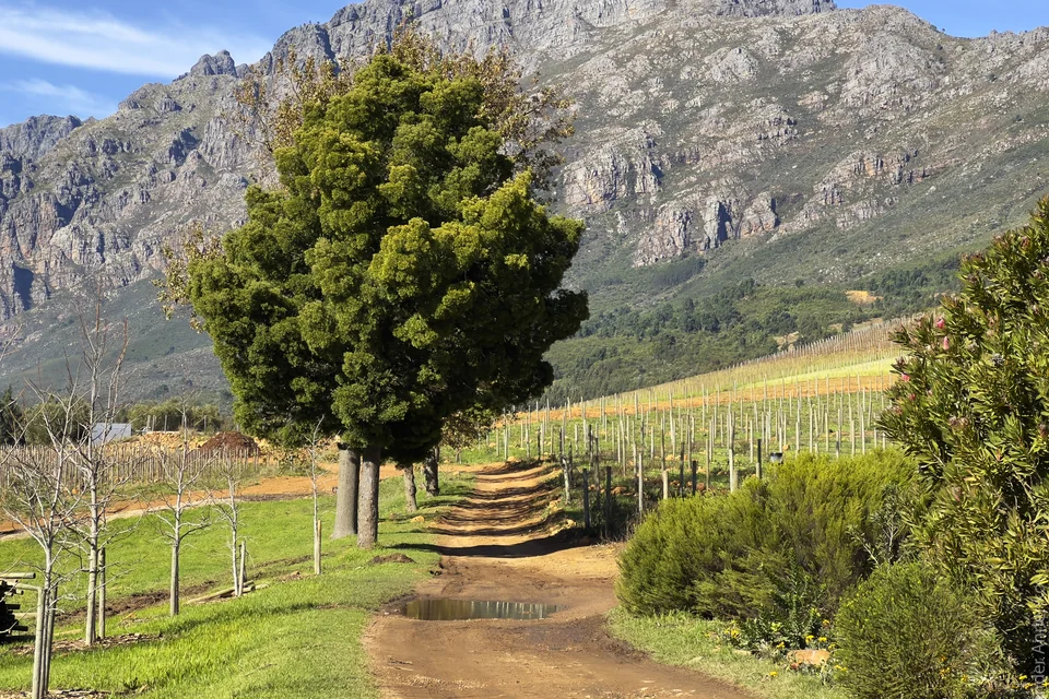 A dirt road through vineyards toward the mountains with an oak tree, Stellenbosch