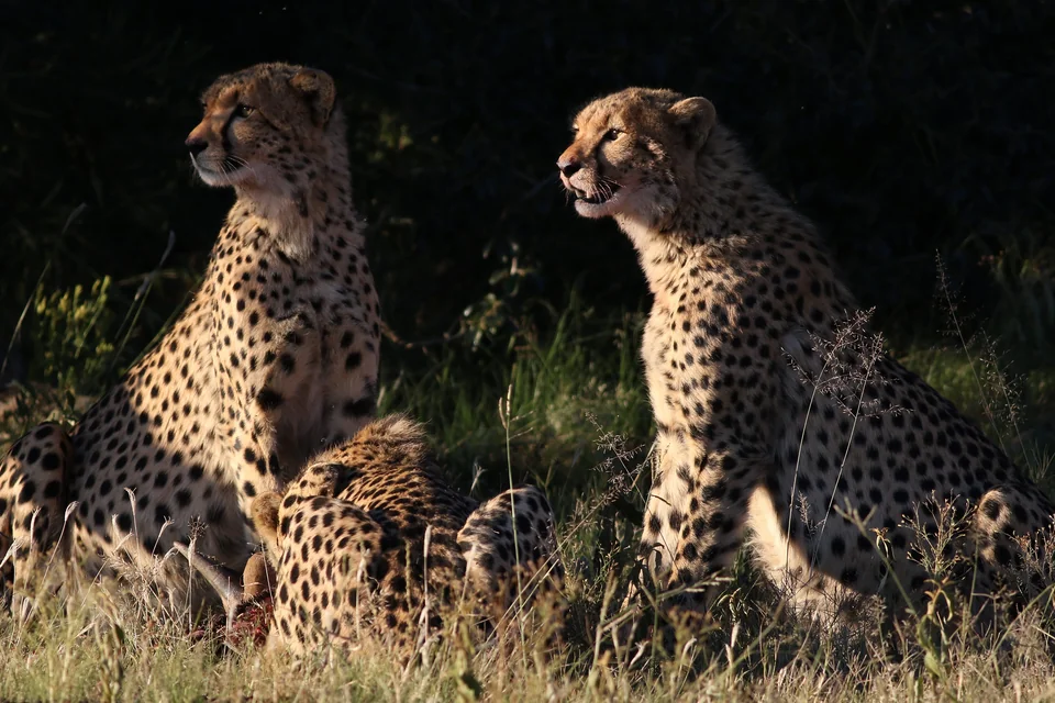 Cheetahs resting in the grass in Pilanesberg National Park near Sun City