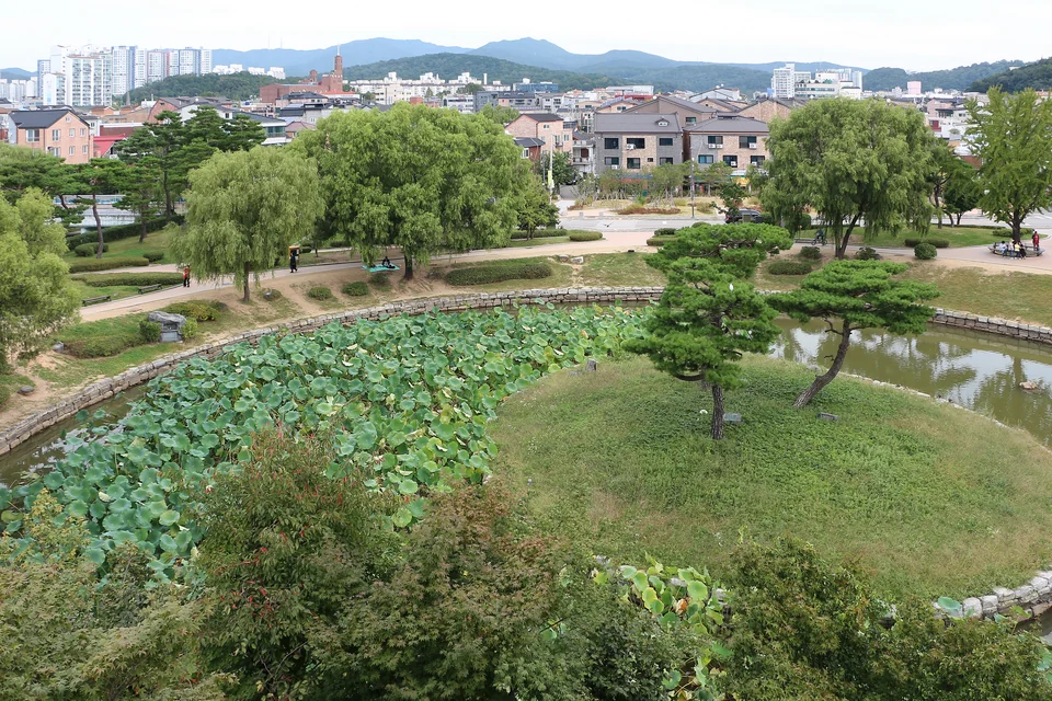 A lotus pond, pine trees and the city in Suwon