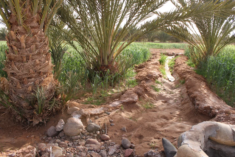 An irrigation channel between date palms and green fields in the Zagora oasis