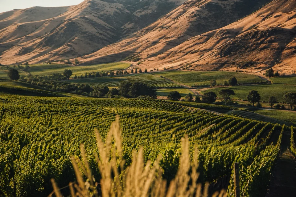 Rows of vines stretching across a valley at the foot of brown hills in Chile